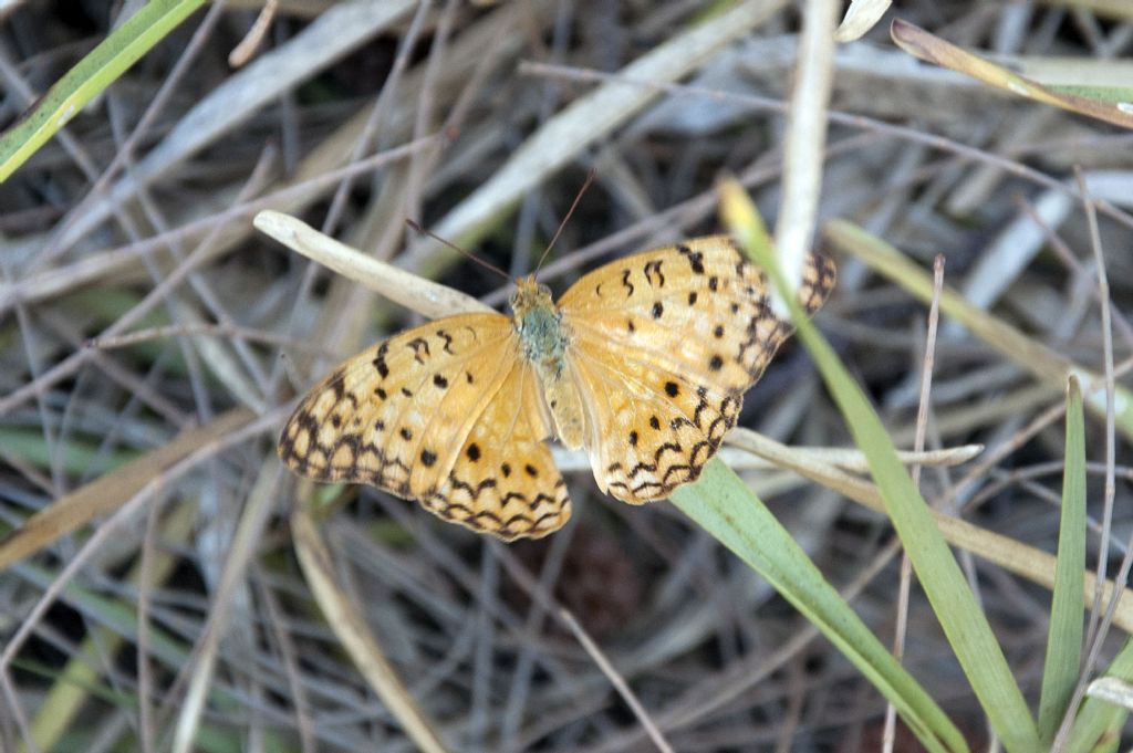 Phalanta phalantha aethiopica (Nymphalidae)  -  Mauritius